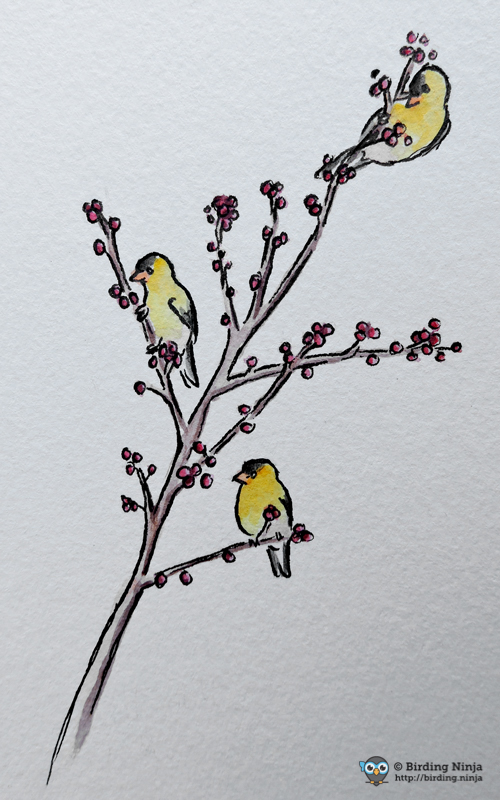Goldfinch Sketch