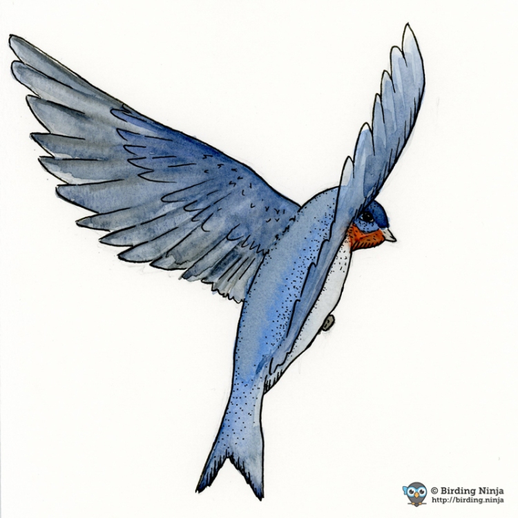 Barn Swallow Watercolor