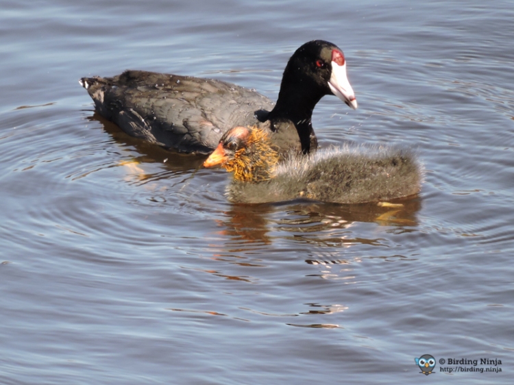 American Coot with Baby